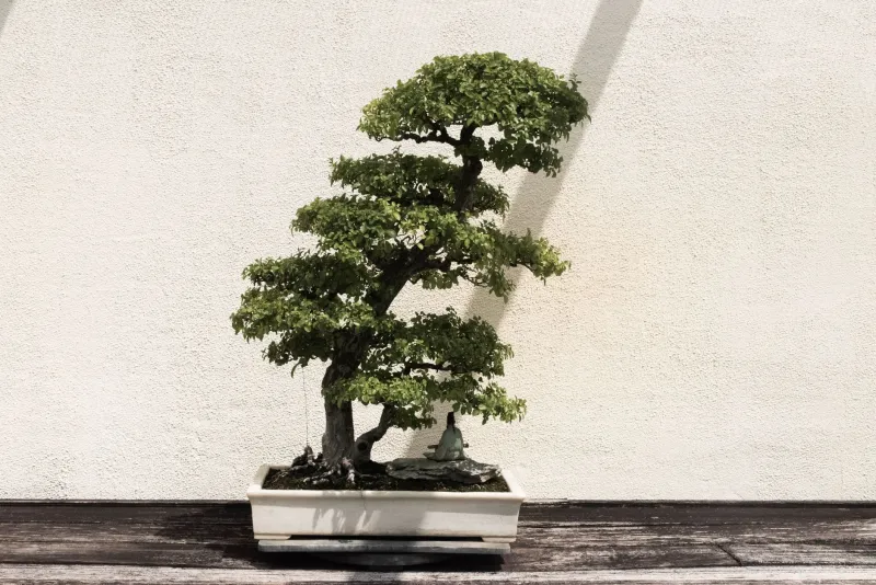 The Pot Makes the Tree: How Self-Imposed Rules Turn Trips Into Art
